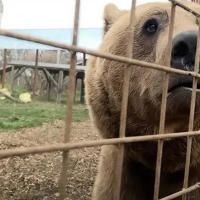 Par de ursos resgatados agora prospera, afirma santuário