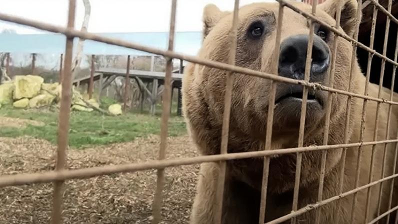Par de ursos resgatados agora prospera, afirma santuário