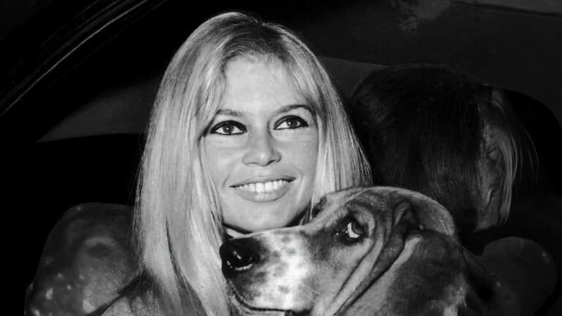 Brigitte Bardot transforma fama em batalha de toda a vida pelos animais