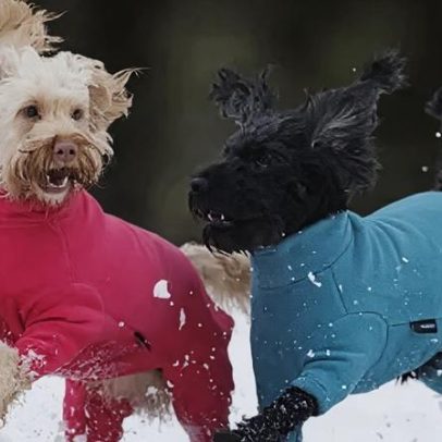 Cuidados com cães, gatos e outros pets no tempo frio