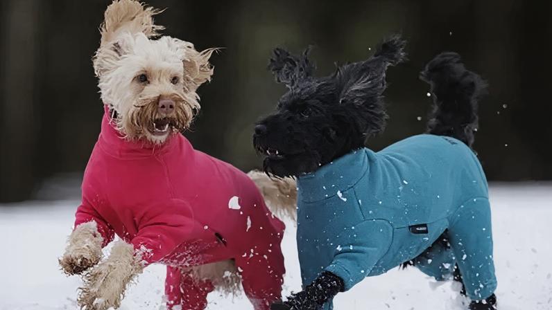 PA Media Cockapoo Luna (left) and Daisy play in the snow during a walk at Sixmilewater Park in Ballyclare, Northern Ireland.