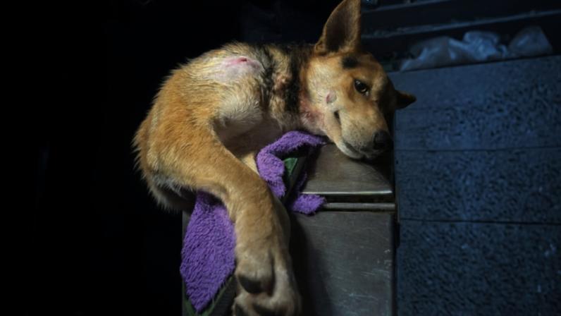 Cão foi atacado pelo jacaré Alfredo em Lagoa Santa