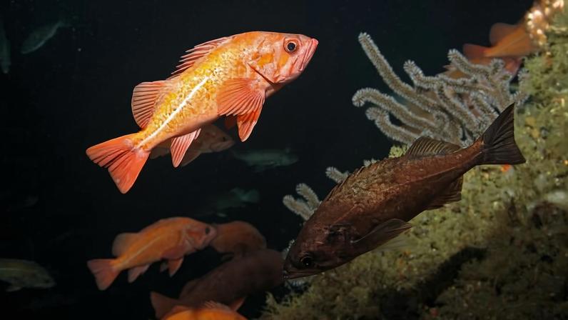 Corais centenários mostram acidificação acelerada no Pacífico Noroeste