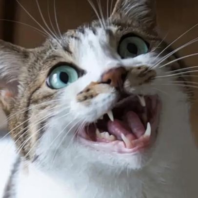 Gatos miam mais para tutores homens, aponta estudo