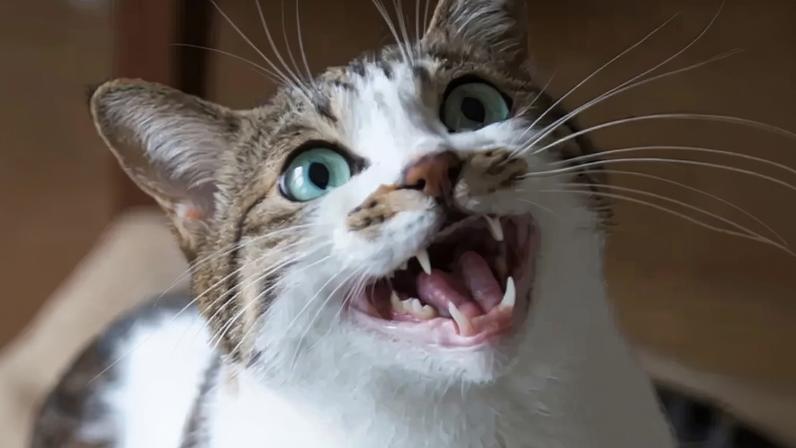 Fotografia de um gato miando.