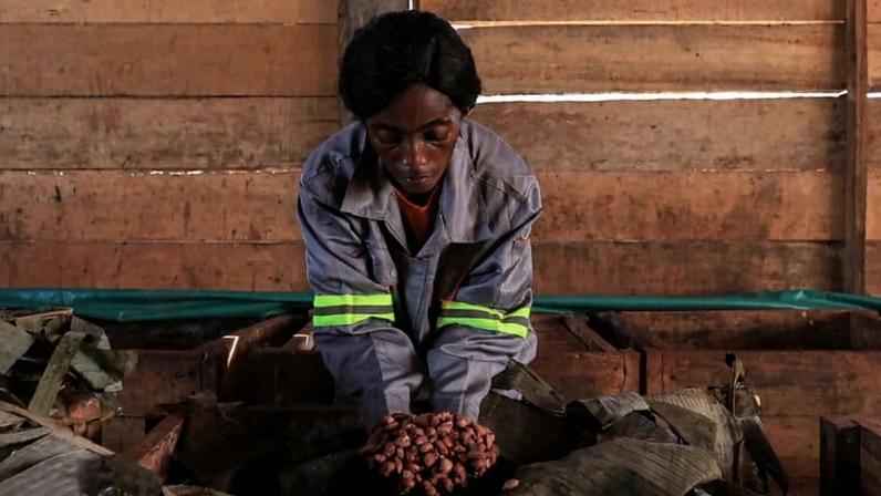 Pesquisadores encontram lacunas em mapas globais para conformidade com EUDR