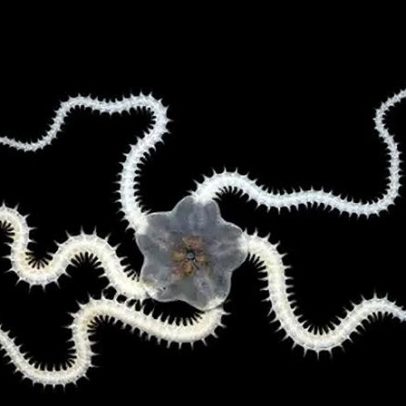 Mineração em alto-mar afeta um terço dos animais do fundo do mar