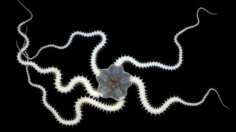 A brittlestar found on the seafloor of the Clarion-Clipperton Zone