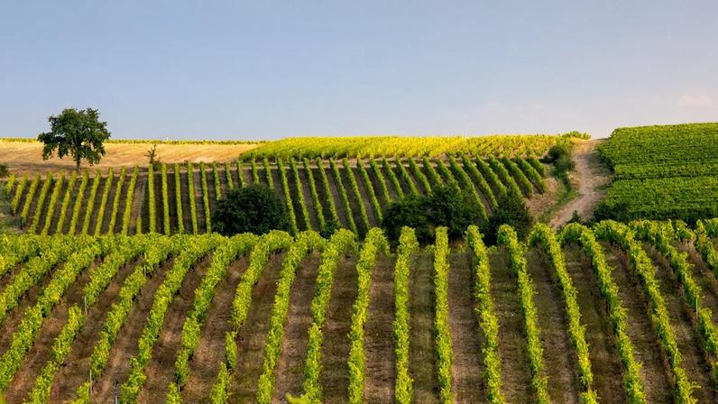 Paysage de vignes