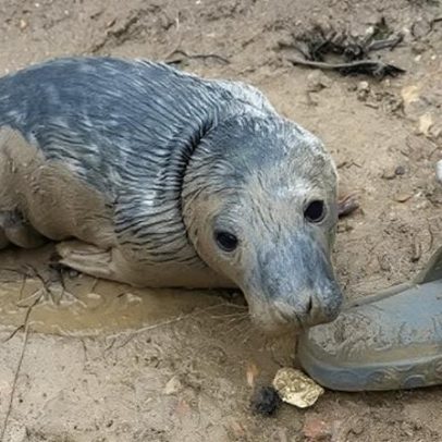 Filhote de foca subnutrido se recupera após resgate na praia