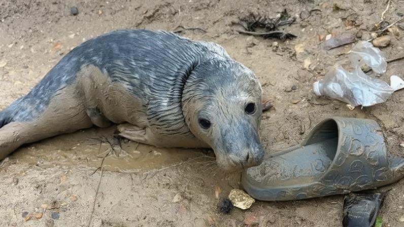 Filhote de foca subnutrido se recupera após resgate na praia