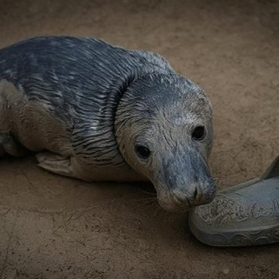 Por que criaturas marinhas aparecem nas praias após tempestades