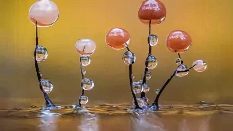 Barry Webb's "Glistening Slime Mould" won the people's choice in the macro category of the British Photography Awards 2025