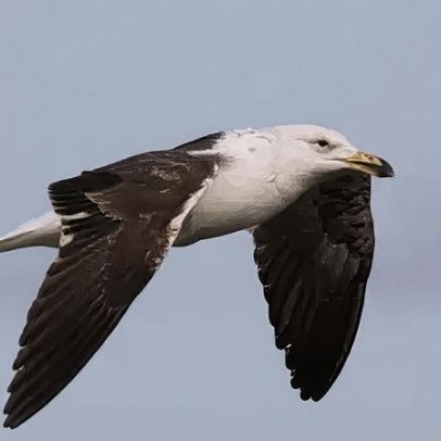 Albatroz ameaçado na África do Sul sob proteção contra linhas de pesca letais