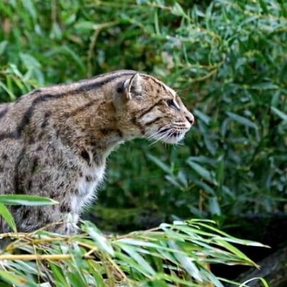 Gatos-pescadores precisam de conservação baseada em hotspots no Bangladesh