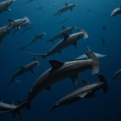 Principais notícias oceânicas de 2025, panorama e análises