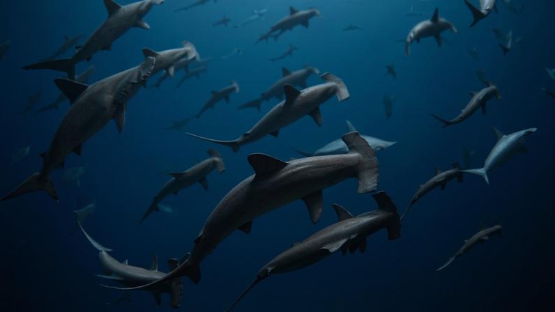 Principais notícias oceânicas de 2025, panorama e análises