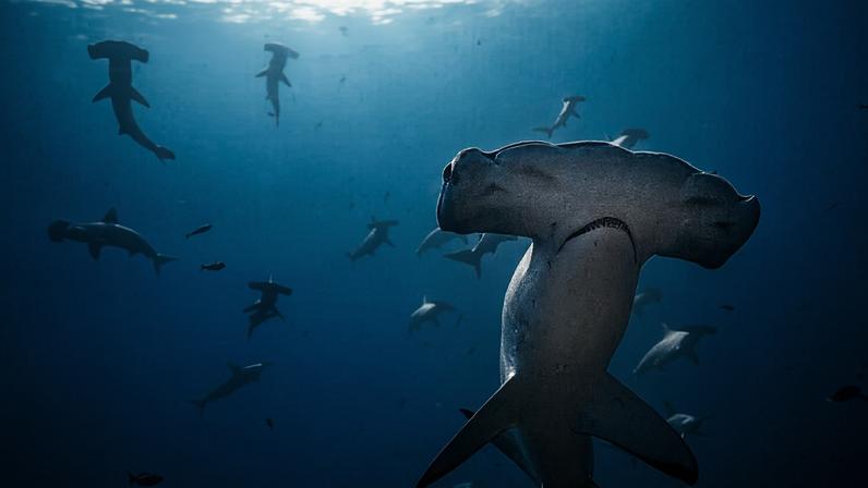 Laboratório portátil combate tráfico ilegal de barbatanas, diz Diego Cardeñosa