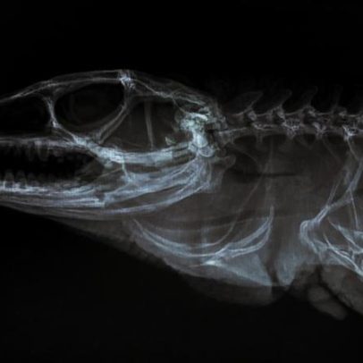 Maior lagarto do Brasil morre após resgate com anzol na boca