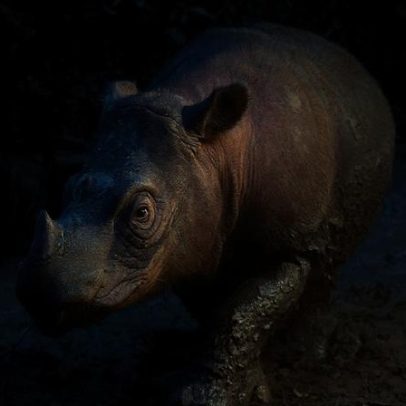 Rinoceronte de Sumatra: há esforços para salvá-lo?
