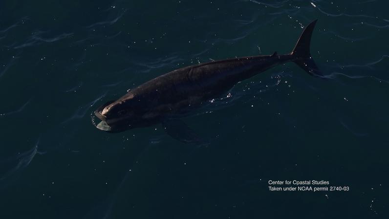 A right whale photographed off Boston, previously spotted in Ireland in July 2024. Image courtesy of the Center for Coastal Studies, taken under NOAA permit 25740-03.