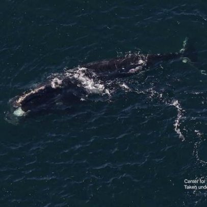 Baleia rara avistada na Irlanda reaparece perto de Boston