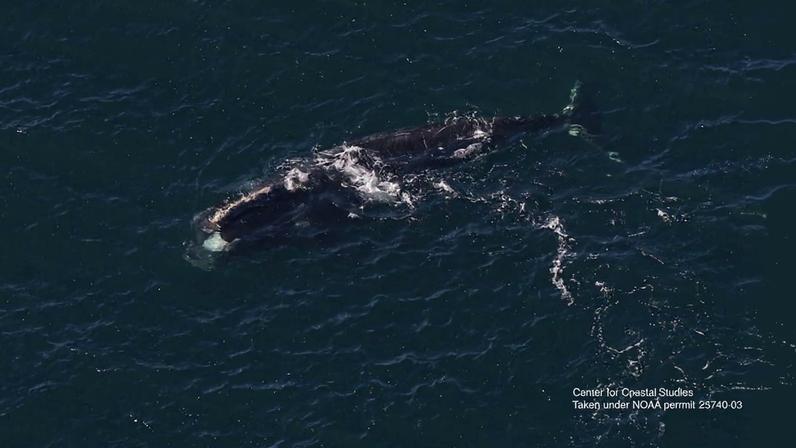 Baleia rara avistada na Irlanda reaparece perto de Boston