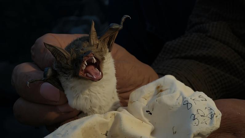 Morcegos peixeiros do México: entrevista com José Juan Flores Martínez