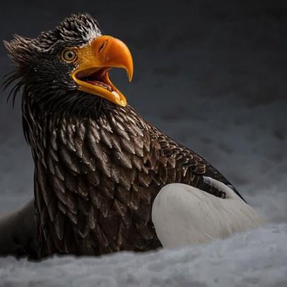 Estas fotos de vida selvagem são as mais engraçadas do ano