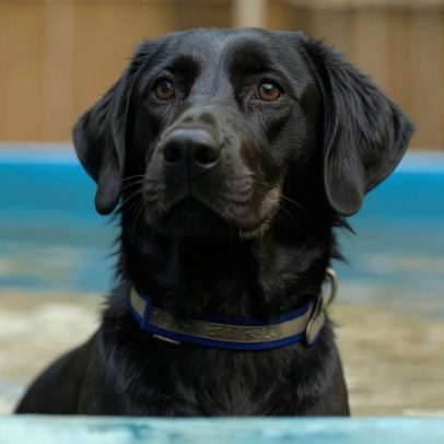 Conheça Ody, o cão em treinamento para ser herói