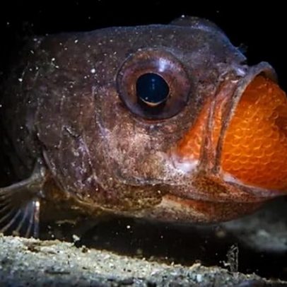 As melhores fotografias de natureza de 2025