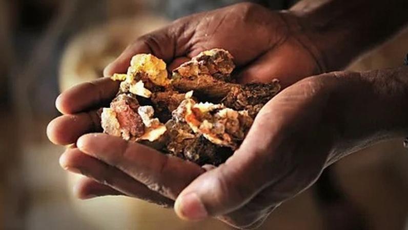 Getty Images A close-up of two cupped hands holding a pile of hardened frankincense "tears" (Credit: Getty Images)