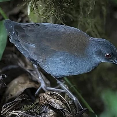 Após 200 anos, aves esquecidas retornam às Ilhas Galápagos