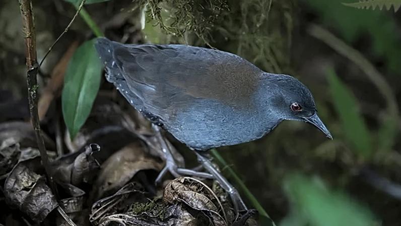 Após 200 anos, aves esquecidas retornam às Ilhas Galápagos