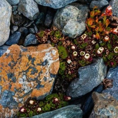 BBC levada a local secreto no País de Gales para localizar planta rara