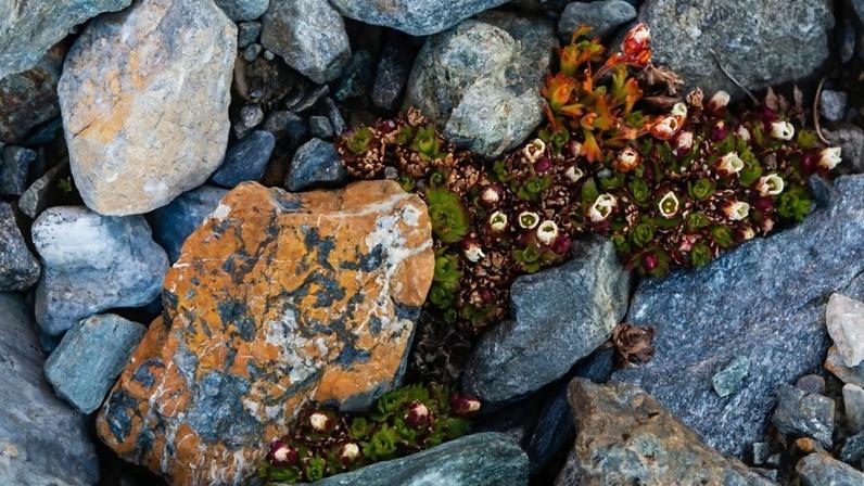 BBC levada a local secreto no País de Gales para localizar planta rara