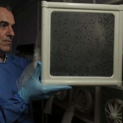 Brasileiro criador de método anti-dengue eleito pela Nature