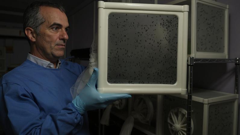 Brasileiro criador de método anti-dengue eleito pela Nature