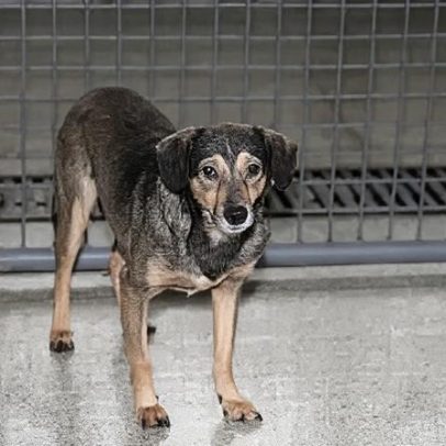 STM mantém condenação de capitão do Exército por maus-tratos a cão de rua