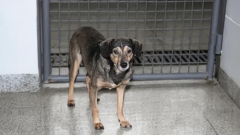 Cão de rua. Foto: Valter Campanato/Agência Brasil