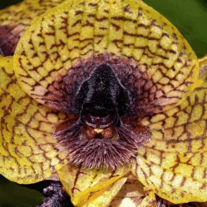 Kew Gardens destaca 10 plantas e fungos nomeados para 2025