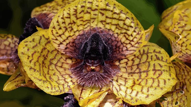 Kew Gardens destaca 10 plantas e fungos nomeados para 2025