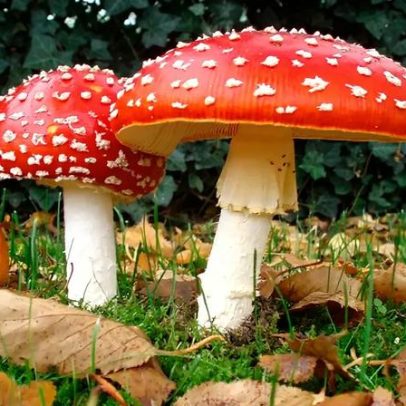 Sete cogumelos venenosos podem levar à morte, dizem especialistas