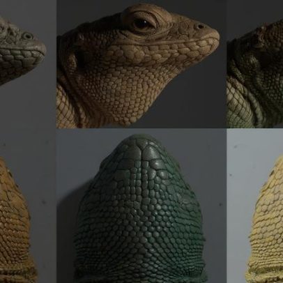 Lagartos exibem comportamento de Pedra, Papel e Tesoura