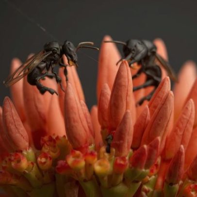 Abelhas da Amazônia são os primeiros insetos com direitos legais