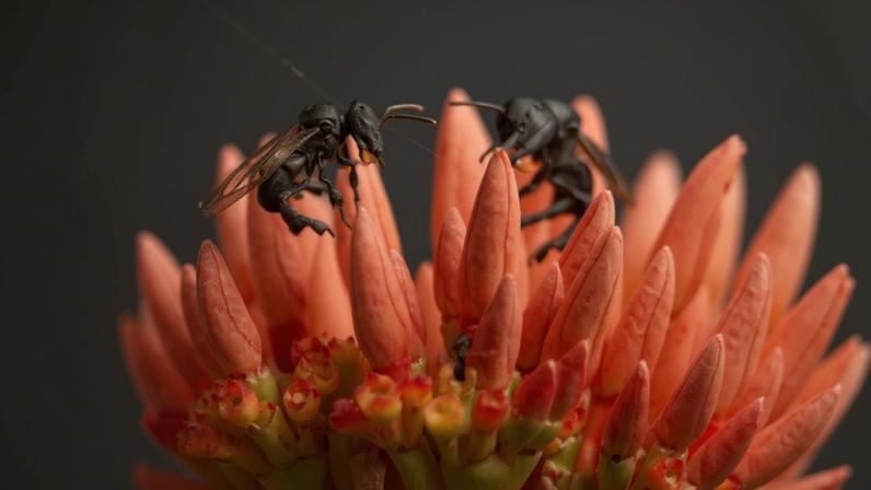 Fotografia de duas abelhas sem ferrão em uma flor.