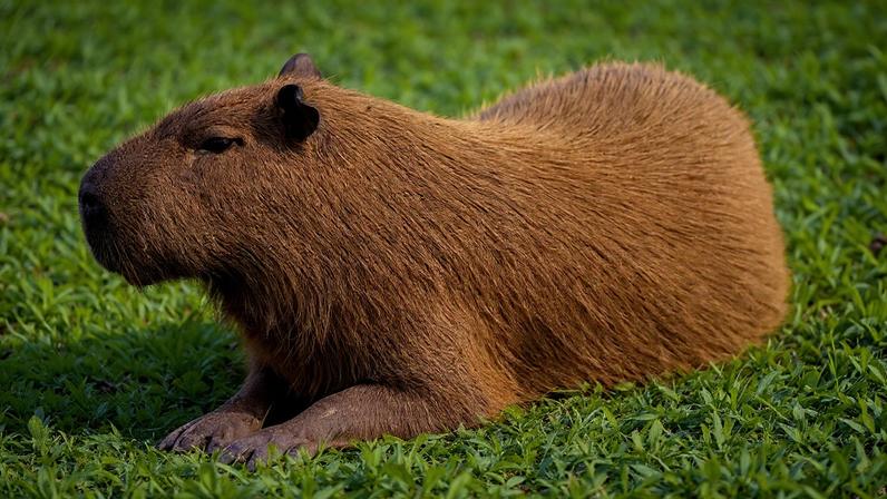 Fotografia de uma capivara.