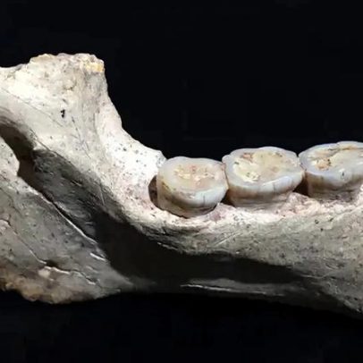 Fósseis de 773 mil anos no Marrocos ajudam a entender a evolução humana