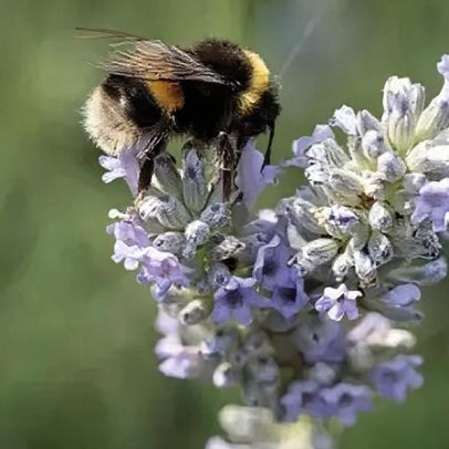 O que está sendo feito para proteger a natureza na Irlanda do Norte