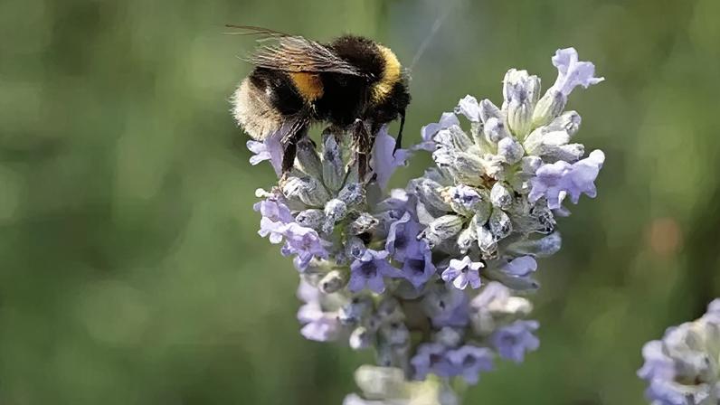 Getty Images A white tailed bumblebee is sitting on lavender. The background is blurred.